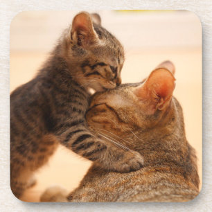 Cutest Baby Animals Tabby Kitten Kiss Coaster