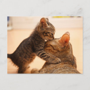 Cutest Baby Animals Tabby Kitten Kiss Postcard