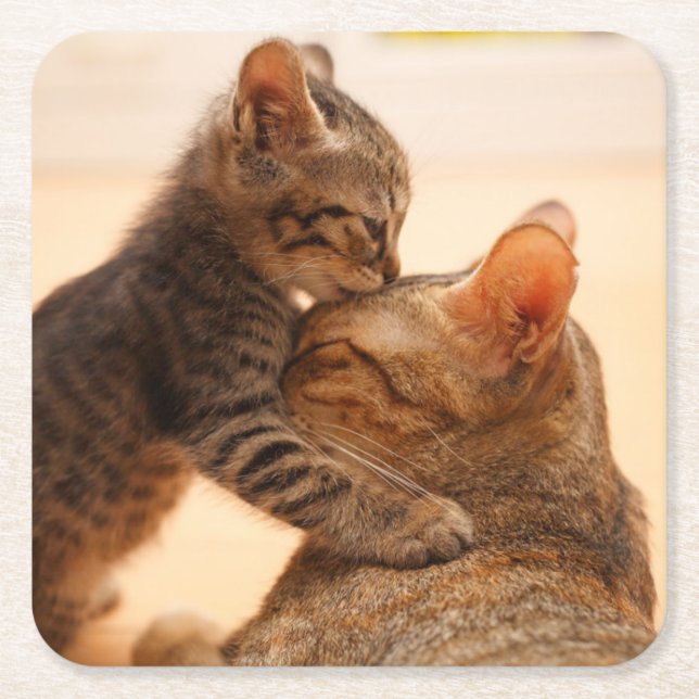 Cutest Baby Animals | Tabby Kitten Kiss Square Paper Coaster (Front)