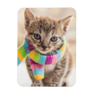Cutest Baby Animals Tabby Kitten Rainbow Scarf Magnet
