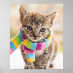 Cutest Baby Animals   Tabby Kitten Rainbow Scarf Poster
