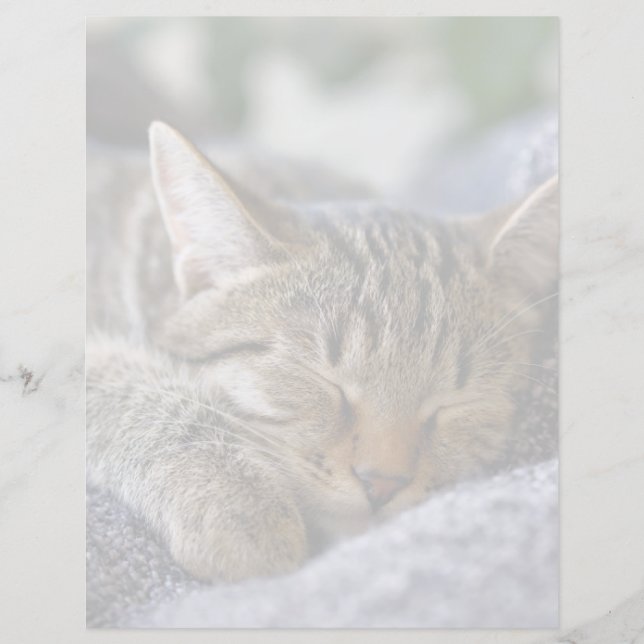 Cutest Baby Animals | Tabby Kitten Sleeping (Front)