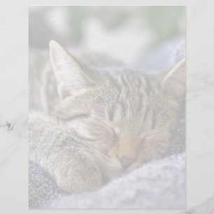 Cutest Baby Animals Tabby Kitten Sleeping