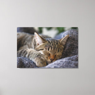Cutest Baby Animals Tabby Kitten Sleeping Canvas Print