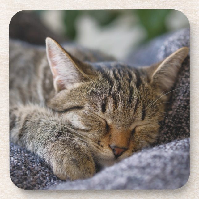 Cutest Baby Animals | Tabby Kitten Sleeping Coaster (Front)