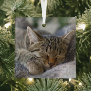 Cutest Baby Animals Tabby Kitten Sleeping Glass Tree Decoration