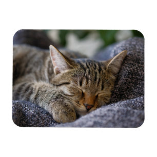 Cutest Baby Animals Tabby Kitten Sleeping Magnet