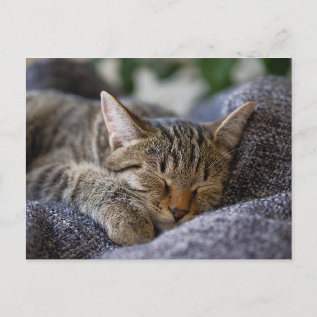 Cutest Baby Animals | Tabby Kitten Sleeping Postcard (Front)