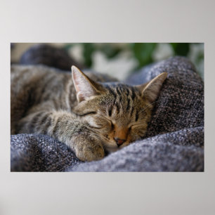 Cutest Baby Animals Tabby Kitten Sleeping Poster