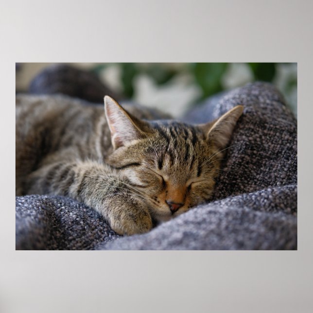 Cutest Baby Animals | Tabby Kitten Sleeping Poster (Front)