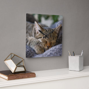 Cutest Baby Animals   Tabby Kitten Sleeping Square Wall Clock