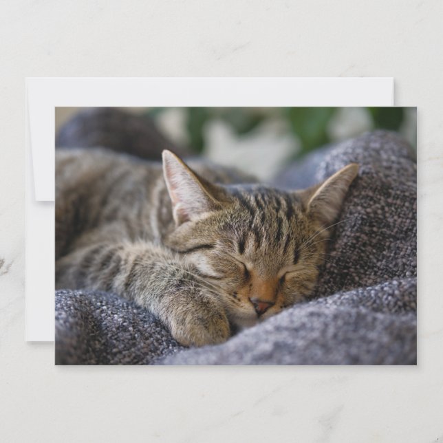 Cutest Baby Animals | Tabby Kitten Sleeping Thank You Card (Front)