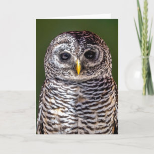 Cutest Baby Animals Tawny Owl Card