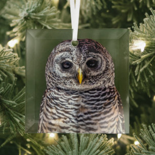 Cutest Baby Animals   Tawny Owl Glass Tree Decoration