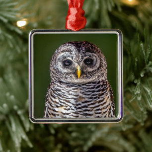 Cutest Baby Animals   Tawny Owl Metal Tree Decoration
