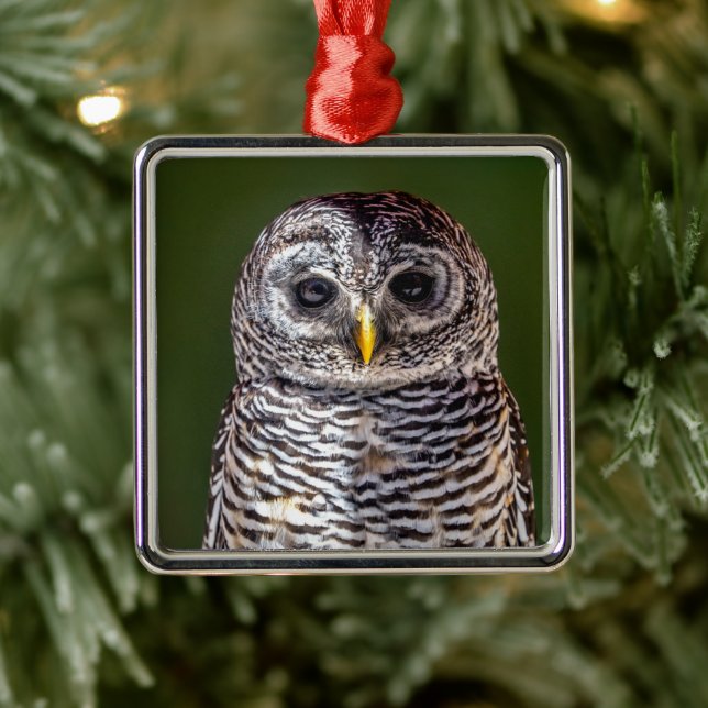 Cutest Baby Animals | Tawny Owl Metal Tree Decoration (Tree)