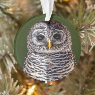 Cutest Baby Animals   Tawny Owl Ornament