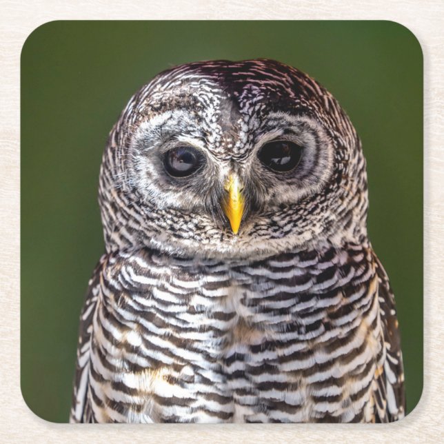 Cutest Baby Animals | Tawny Owl Square Paper Coaster (Front)