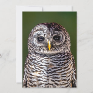 Cutest Baby Animals   Tawny Owl Thank You Card