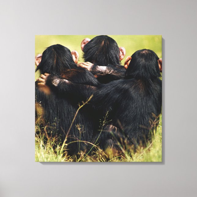 Cutest Baby Animals | Three Chimpanzees Hugging Canvas Print (Front)