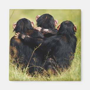 Cutest Baby Animals Three Chimpanzees Hugging Magnet