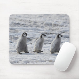 Cutest Baby Animals Three Emperor Penguin Chicks Mouse Mat
