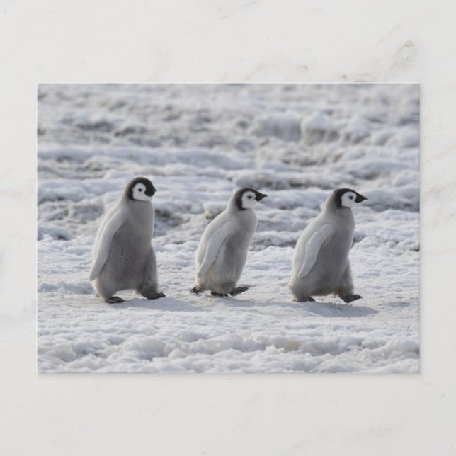 Cutest Baby Animals | Three Emperor Penguin Chicks Postcard (Front)