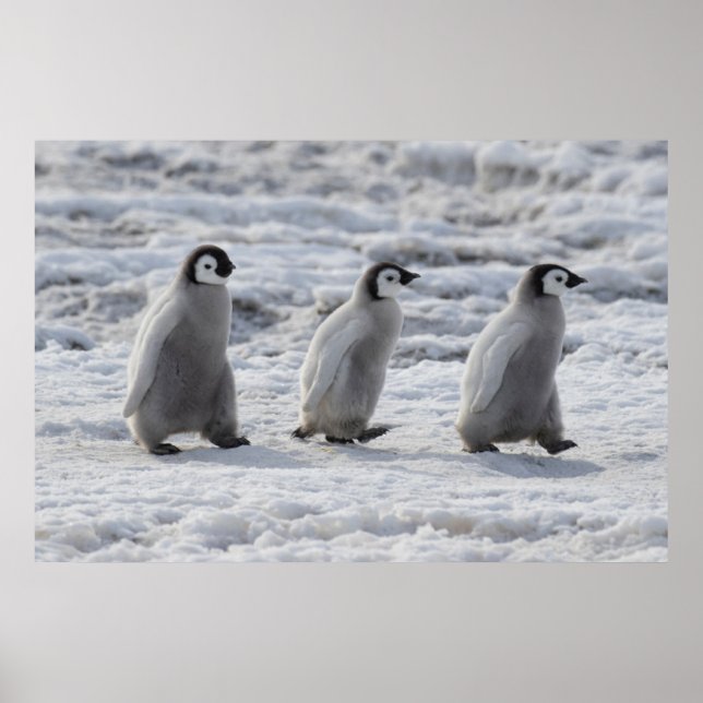 Cutest Baby Animals | Three Emperor Penguin Chicks Poster (Front)