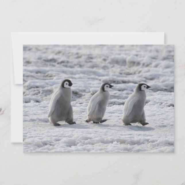 Cutest Baby Animals | Three Emperor Penguin Chicks Thank You Card (Front)