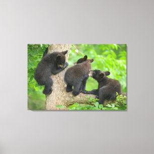 Cutest Baby Animals Three Young Black Bear Cubs Canvas Print