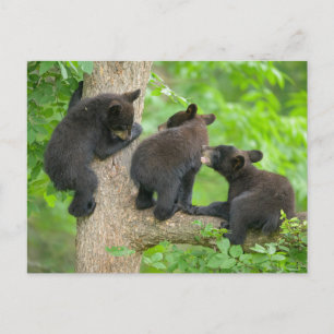 Cutest Baby Animals Three Young Black Bear Cubs Postcard