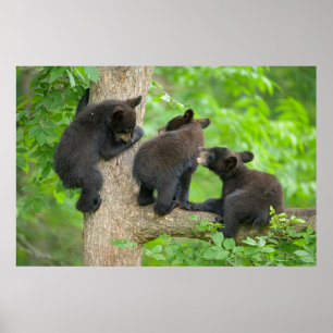 Cutest Baby Animals Three Young Black Bear Cubs Poster