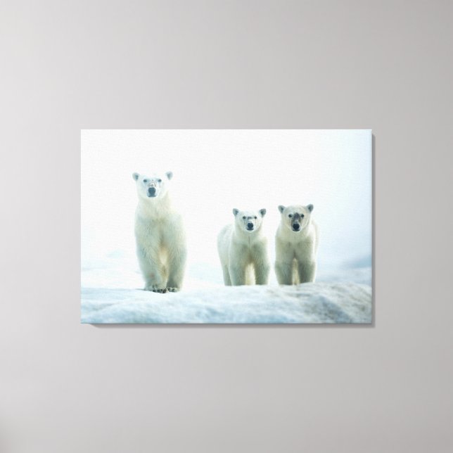 Cutest Baby Animals | Three Young Polar Bears Canvas Print (Front)