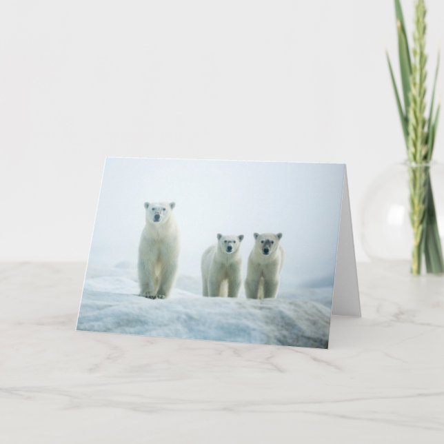 Cutest Baby Animals | Three Young Polar Bears Card (Front)