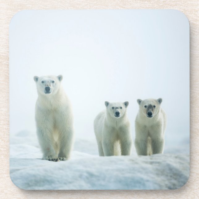 Cutest Baby Animals | Three Young Polar Bears Coaster (Front)