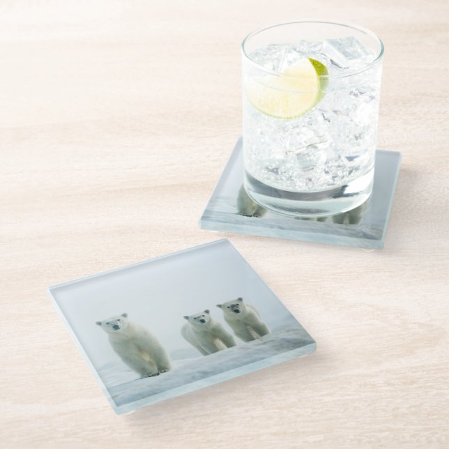 Cutest Baby Animals | Three Young Polar Bears Glass Coaster (Angled)