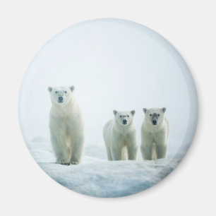 Cutest Baby Animals   Three Young Polar Bears Magnet