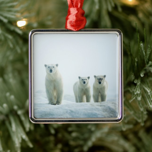 Cutest Baby Animals | Three Young Polar Bears Metal Tree Decoration (Tree)