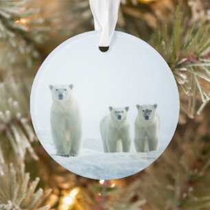 Cutest Baby Animals Three Young Polar Bears Ornament