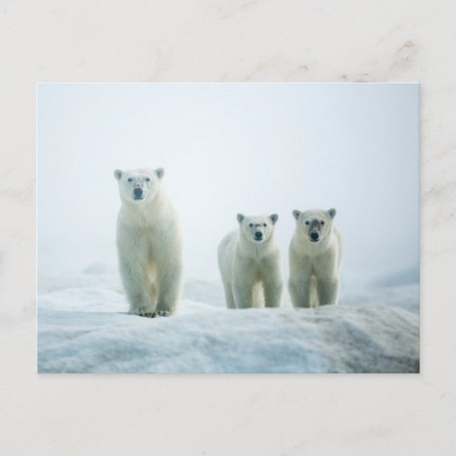 Cutest Baby Animals | Three Young Polar Bears Postcard (Front)