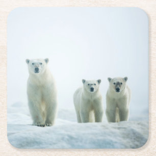Cutest Baby Animals   Three Young Polar Bears Square Paper Coaster