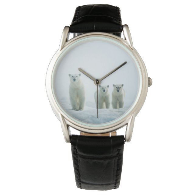 Cutest Baby Animals | Three Young Polar Bears Watch (Front)
