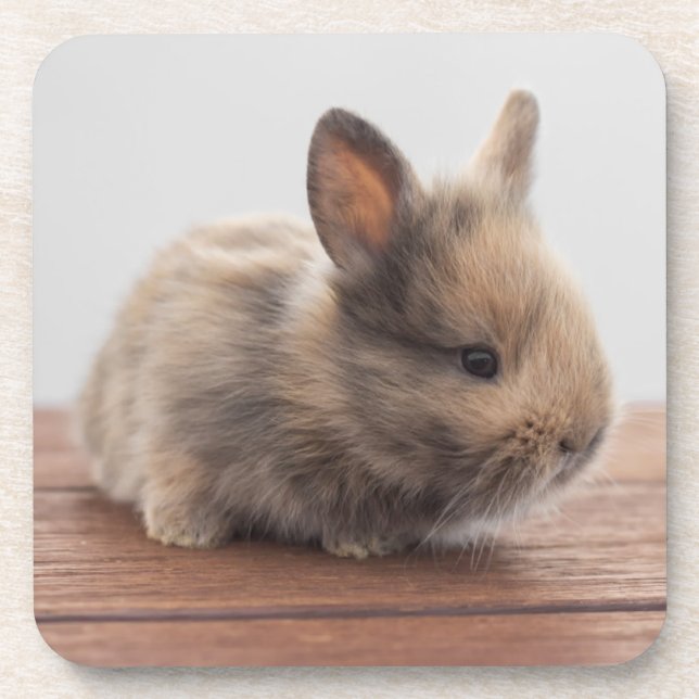 Cutest Baby Animals | Tiny Baby Bunny Coaster (Front)