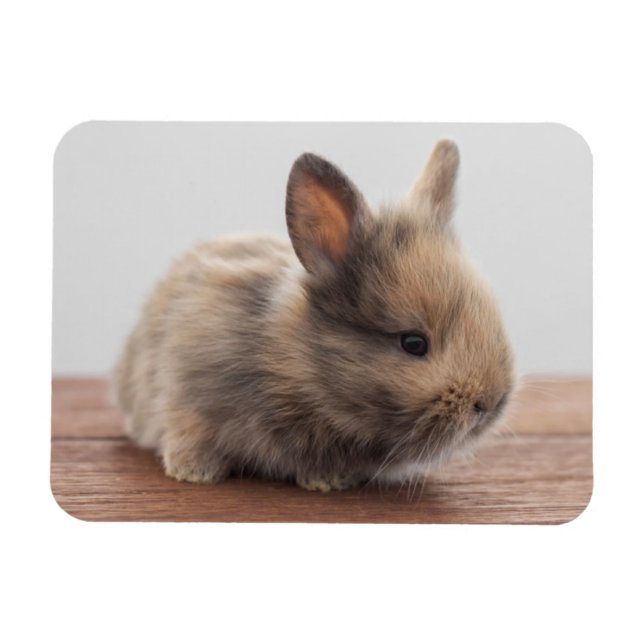 Cutest Baby Animals | Tiny Baby Bunny Magnet (Horizontal)