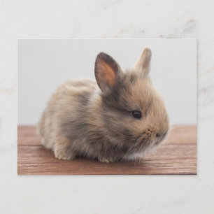 Cutest Baby Animals Tiny Baby Bunny Postcard