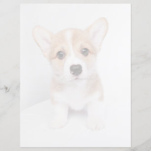 Cutest Baby Animals Tiny Corgi