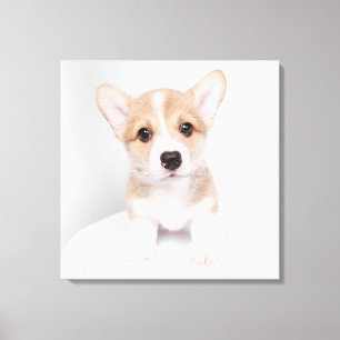 Cutest Baby Animals Tiny Corgi Canvas Print
