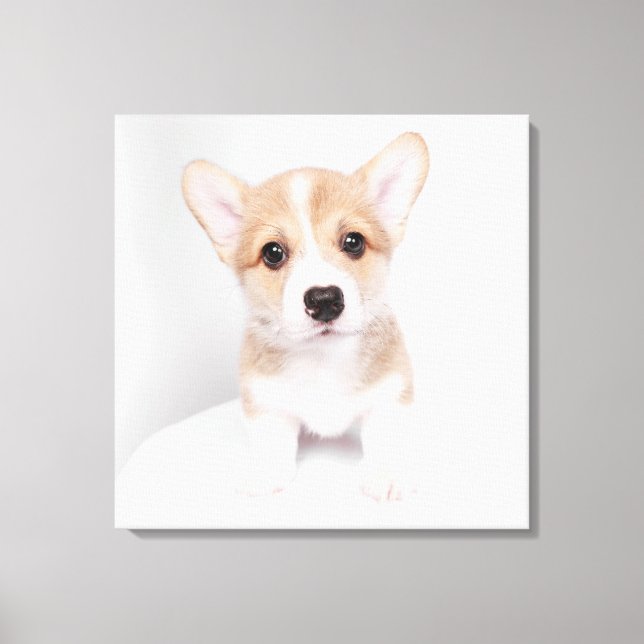 Cutest Baby Animals | Tiny Corgi Canvas Print (Front)