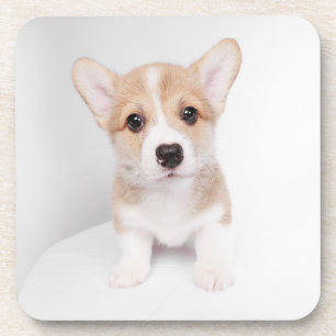 Cutest Baby Animals Tiny Corgi Coaster