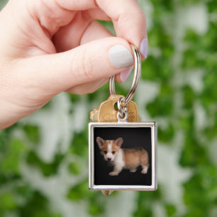 Cutest Baby Animals   Tiny Corgi Key Ring
